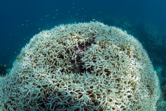 96.1 (c) Coral Bleaching on Lizard Island, Great Barrier Reef (c) XL Catlin Seaview Survey