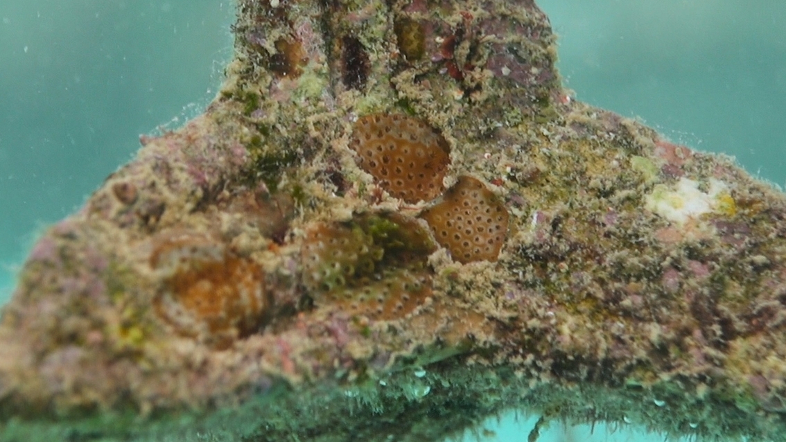 3 (c) Raised coral recruits on settlement substrate