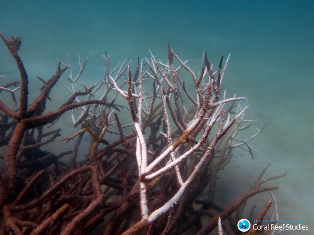 2016_05_30_Tote-Korallen_Dead and dying staghorn coral, central Great Barrier Reef in May 2016. Credit Johanna Leonhardt_Bildgröße ändern (c) Dead and dying staghorn coral, central Great Barrier Reef in May 2016. (c) Johanna Leonhardt