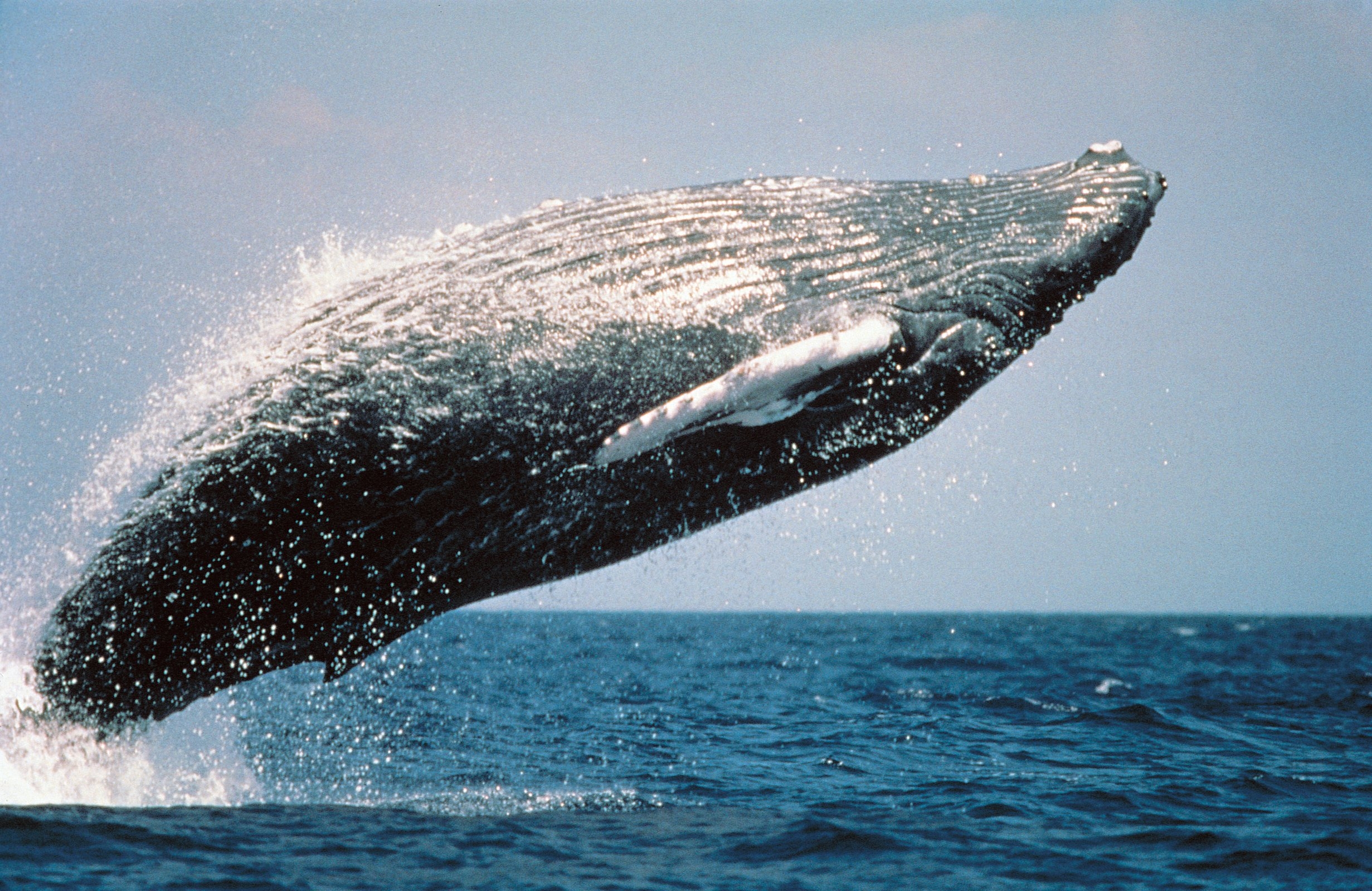 HumpbackWhaleBreaching_c_Wanetta_Ayers (c) No whale sanctuary in Southern Atlantic