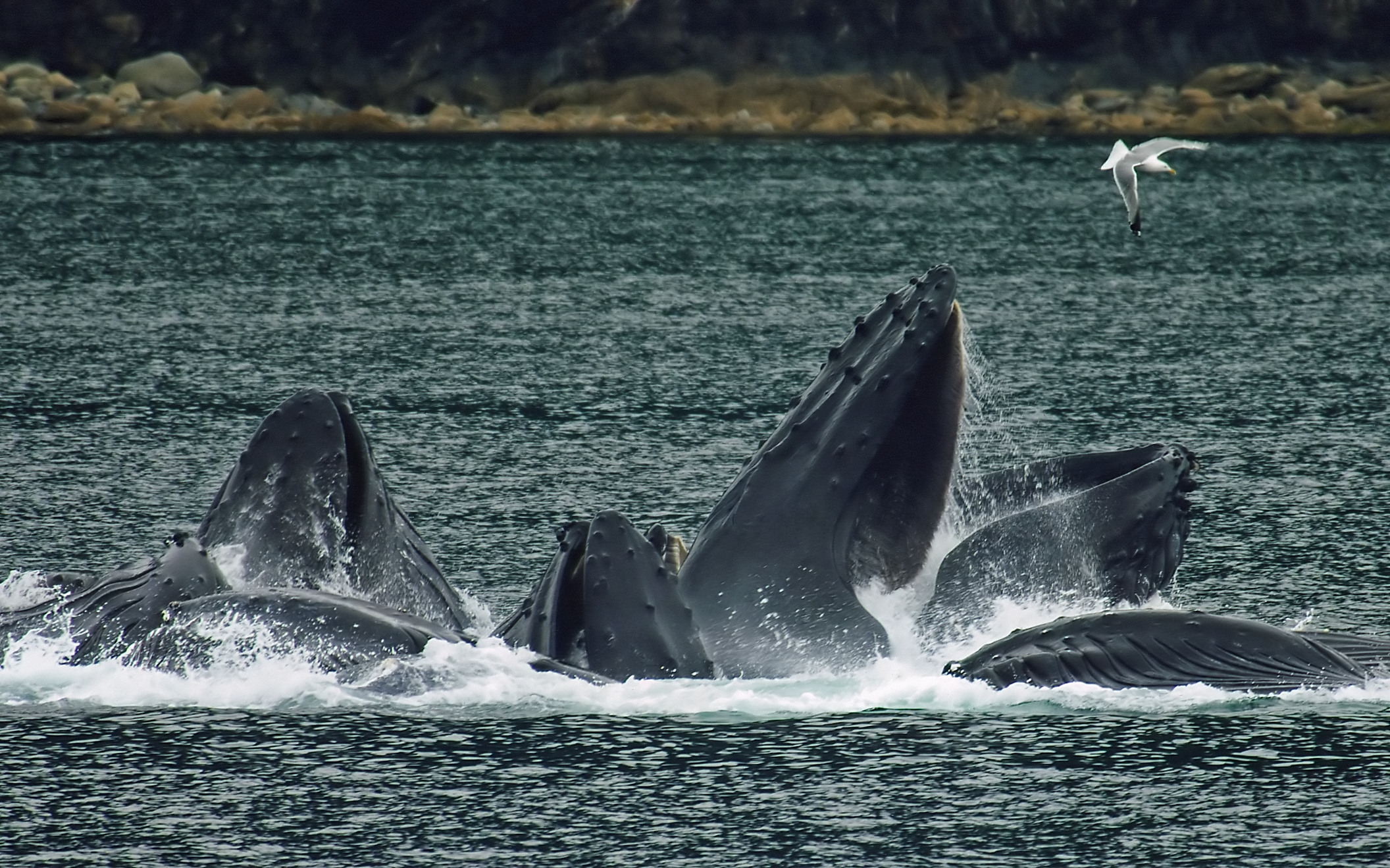 Whales_Bubble_Net_Feeding_c_Evadb (c) No whale sanctuary in Southern Atlantic