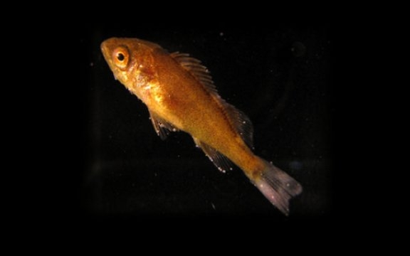 Juvenile_splitnose_rockfish_c_Daniel_Ottmann (c) Juvenile splitnose rockfish (c) Daniel Ottmann