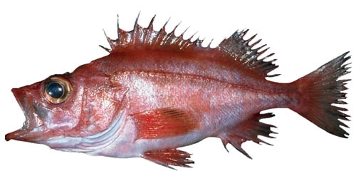 splitnose (c) Adult splitnose rockfish (c) NOAA