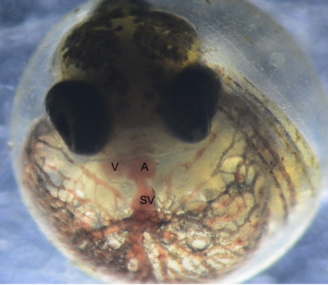 1 (c) A comparison of a normally developed Atlantic killifish embryo (Pic 1) and a PCB-affected embryo (Pic 2): The fish has a deformed heart. Killifish that have evolved tolerance to chemical exposure show limited signs of developmental defects. (c) Bryan Clark/U.S. EPA