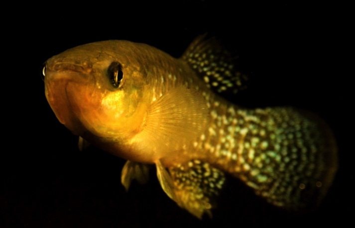 2016_12_12_FIsh adapting to toxic levels of pollution_Fheteroclitus (c) Atlantic killifish like this one have evolved to adapt to highly toxic levels of pollution.
(c) Andrew Whitehead/UC Davis
