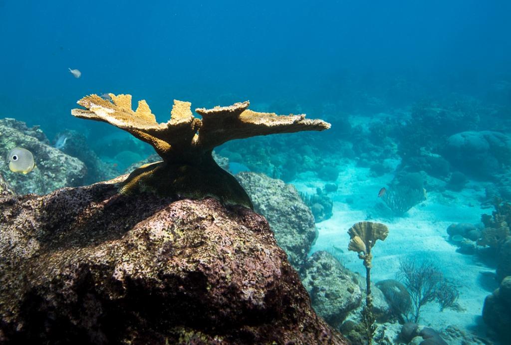 1 PS (c) Outplanted elkhorn coral on Curaçao, by Paul Selvaggio