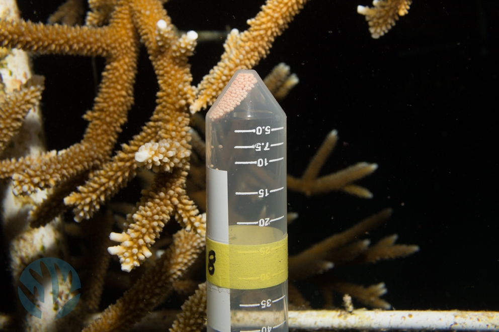 16 PB (c) Got it! precious staghorn coral spawn―rarely sampled before, by Pol Bosch