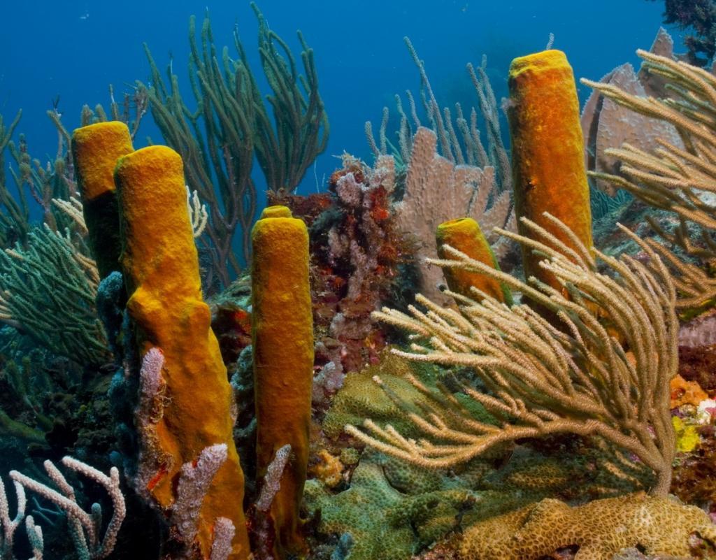 2017_01_03_Albert_c_Dominik_Voegtli_Archiv_TaucherNet_Bildgröße ändern (c) Healthy Coral Reef
(c) Dominik Vögtli