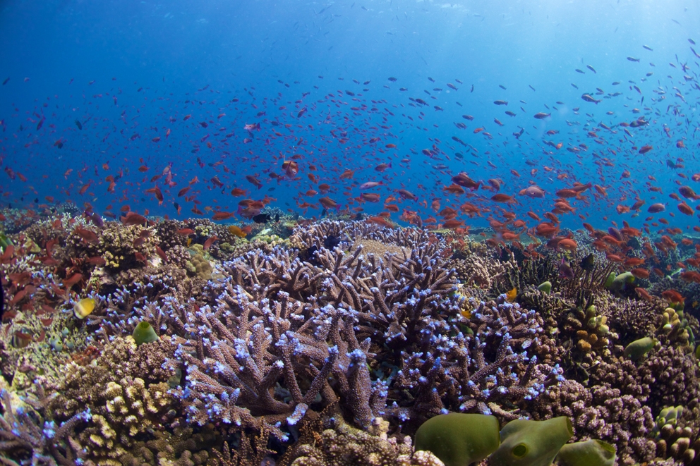 3 BS (c) Hotspot of biodiversity: The Coral Triangle, Philippines, by Bart Shepherd