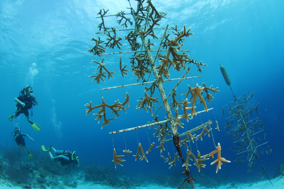 6 PB (c) Staghorn coral fragments on tree-shaped nursery, by Pol Bosch