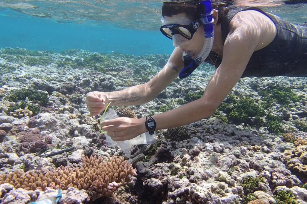 teaser (c) Stanford graduate student Lupita Ruiz-Jones takes a sample from the corals near Ofu Island, American Samoa (c) Zack Gold