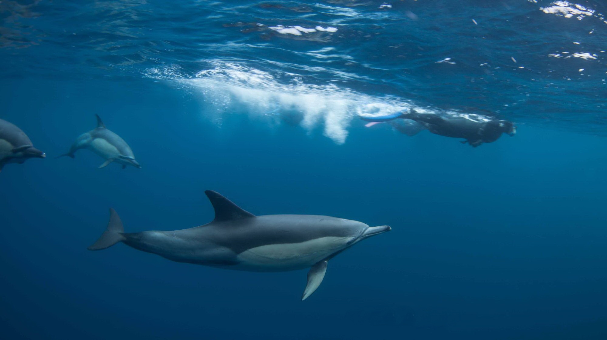 Sardine Run: Snorkelling with Dolphins
(c) Rainer Schimpf