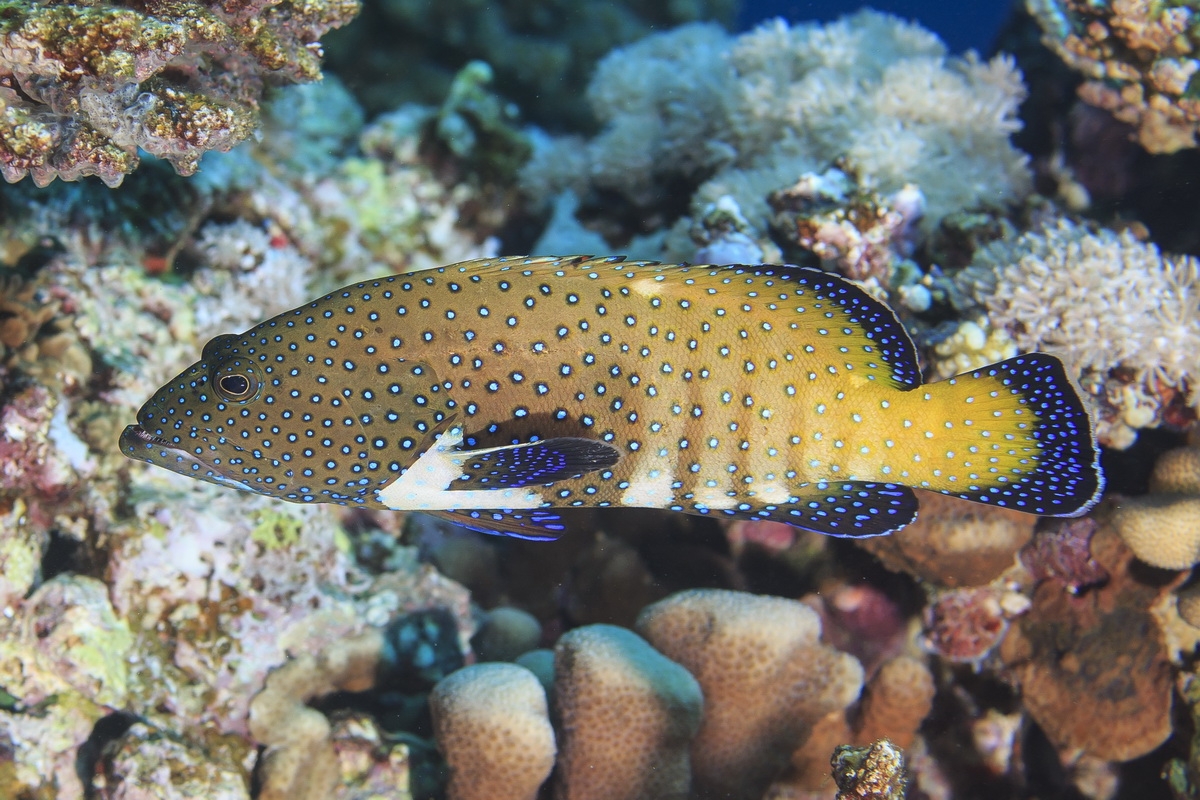 Fish similar to this peacock grouper, which have relatively small home ranges, will be well protected within the new Palikir Pass MPA.
(c) Tane Sinclair-Taylor