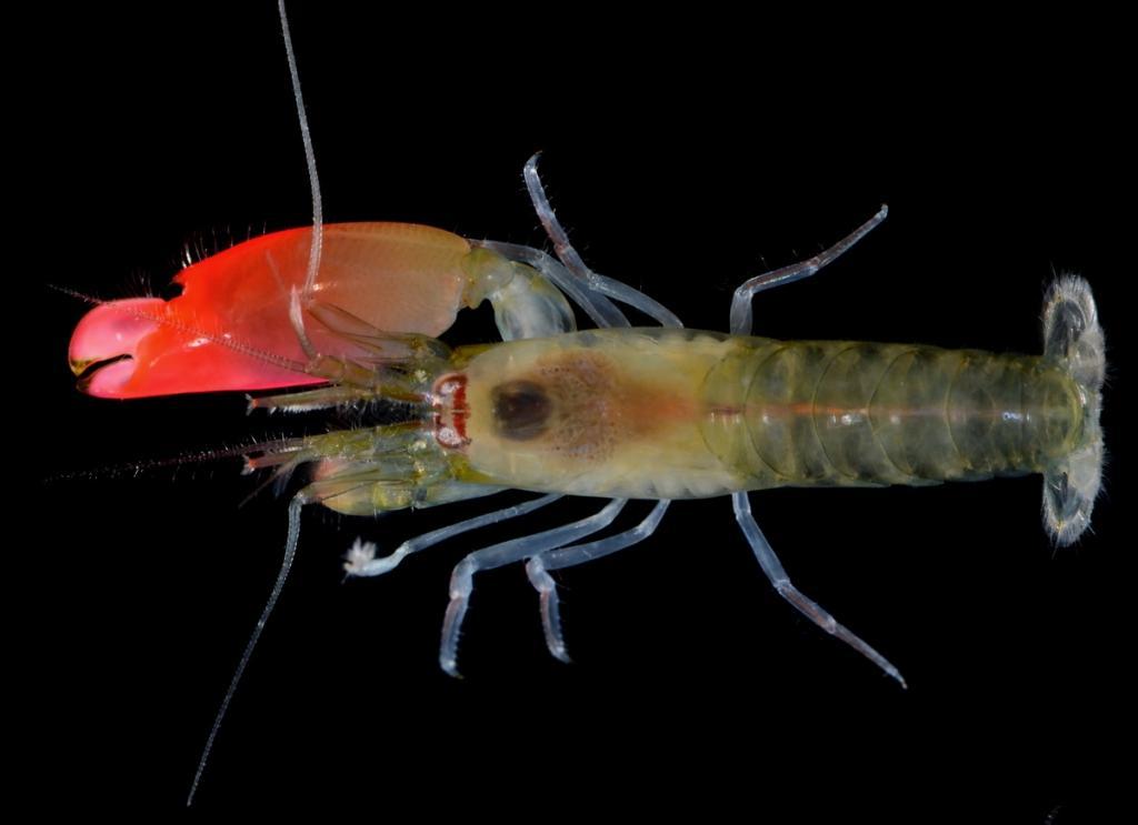 The newly discovered species of pistol shrimp: Synalpheus pinkfloydi
(c) Arthur Anker 