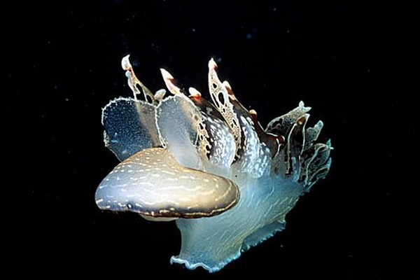 Sea Slug Tethys Fimbria
(c) Bucca Giuseppe