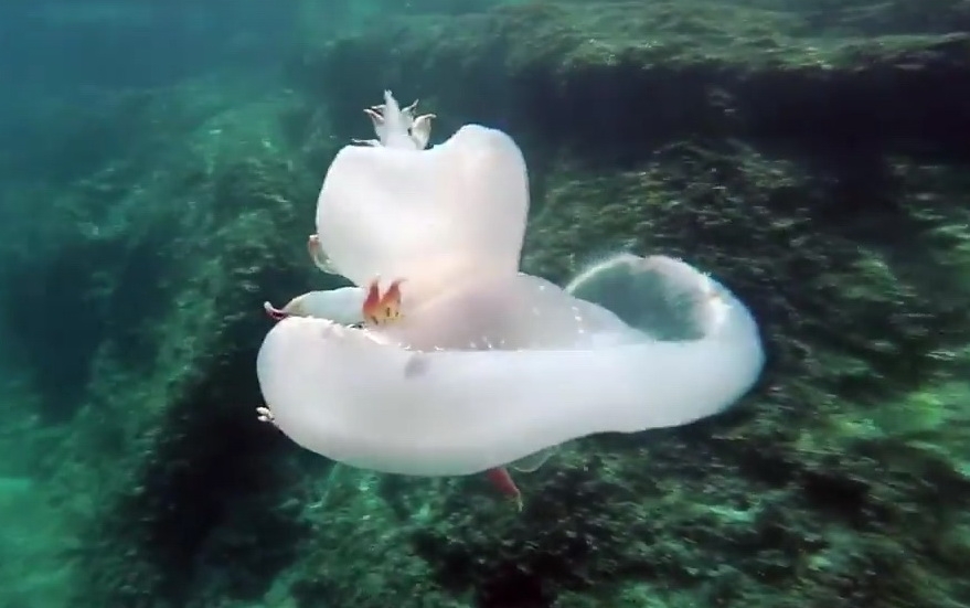 Sea Slug Tethys Fimbria
(c) Screenshot Video - Najada Diving