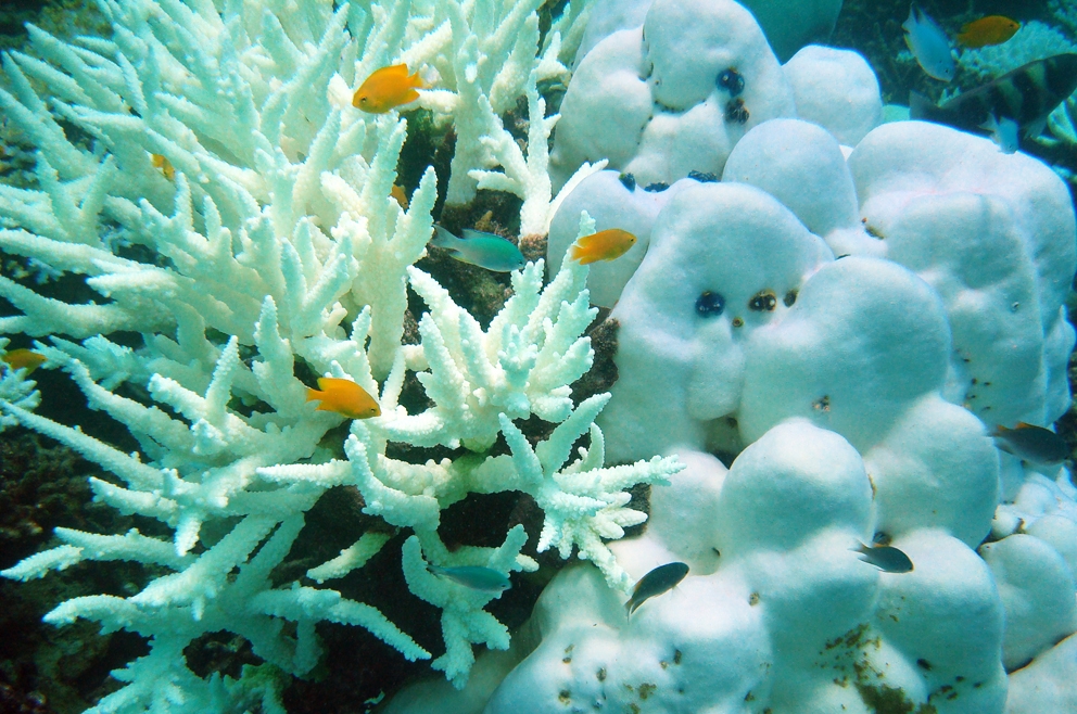 4 coral bleaching Carin Jantzen (c) Freshly bleached corals, Andaman Sea, Thailand, photo Carin Jantzen