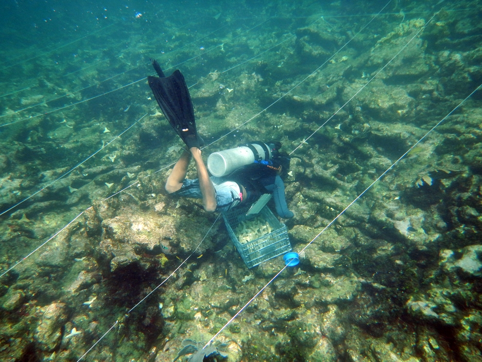 9 seeding corals along the line Sandra Mendoza Quiroz (c) Seeding new corals along the line, scientific pilot study Project Mexico with UNAM, photo Sandra Mendoza Quiroz 
