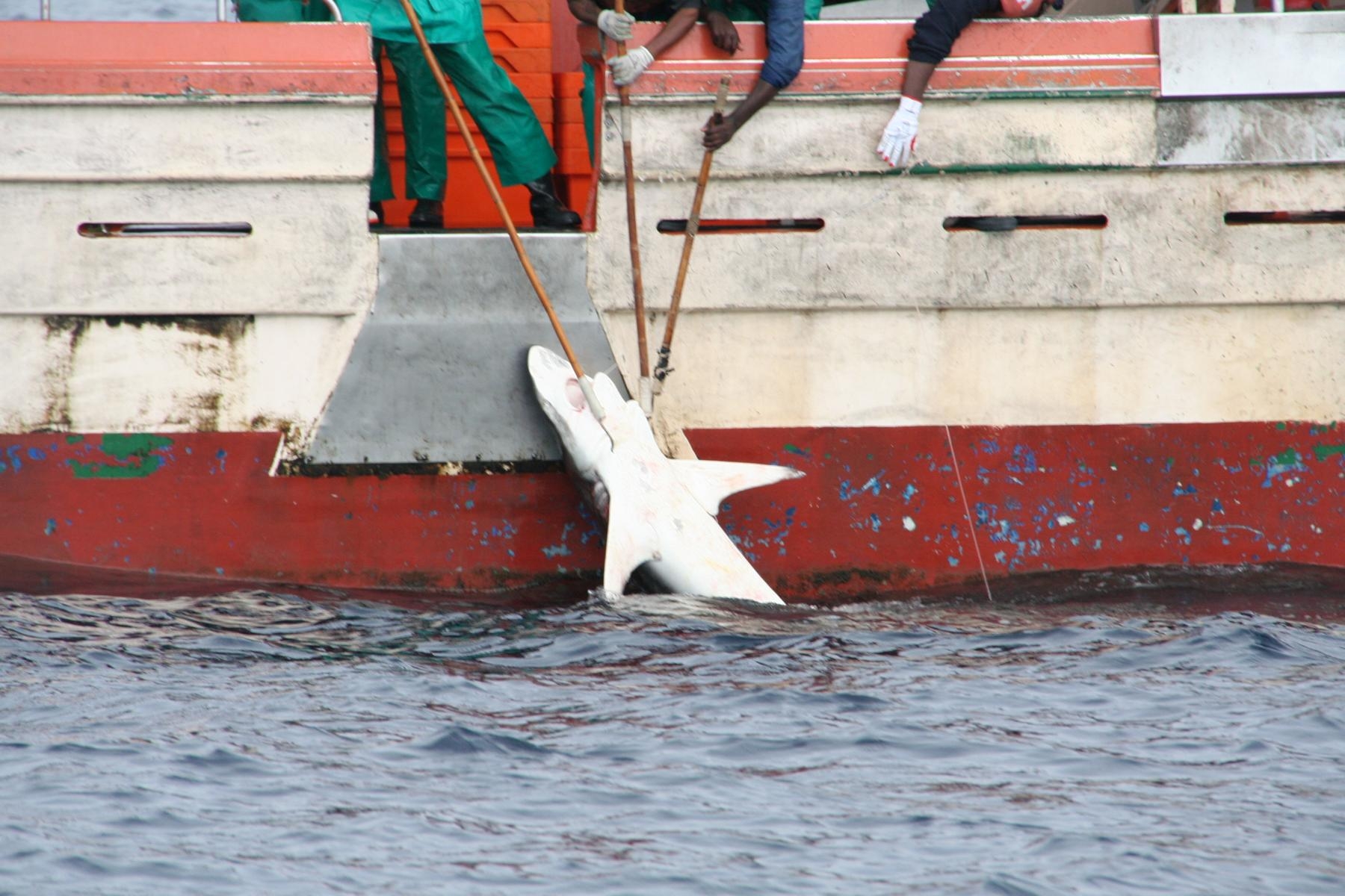 Fishing boat fished shark out of the water, pulled onto the deck, including larger species such as adult copper sharks, with iron grab hooks.
(c) Jens Höptner