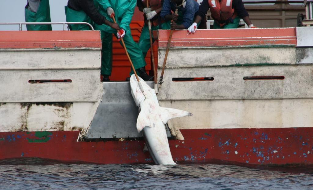 Fishing boat fished shark out of the water, pulled onto the deck, including larger species such as adult copper sharks, with iron grab hooks.
(c) Jens Höptner