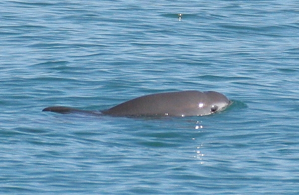 Vaquitas in the Gulf of Mexico
(c) NOAA