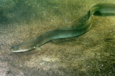 European eel (Anguilla anguilla) (c) Wikipedia, GerardM