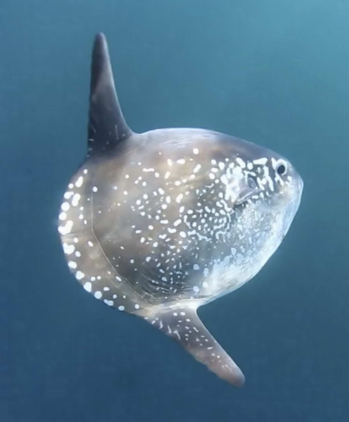 „Hoodwinker Sunfish“ (Mola tecta)
(c) César Villarroel, ExploraSub