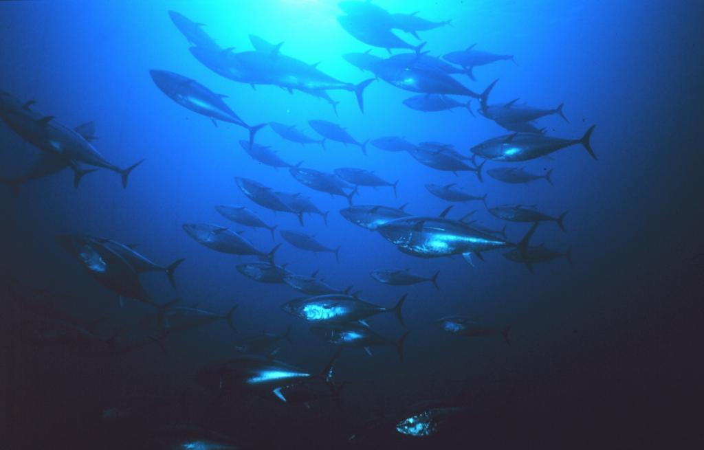 2017_08_25_Thunfischfang_1 (c) Catching Tuna (c) NOAA