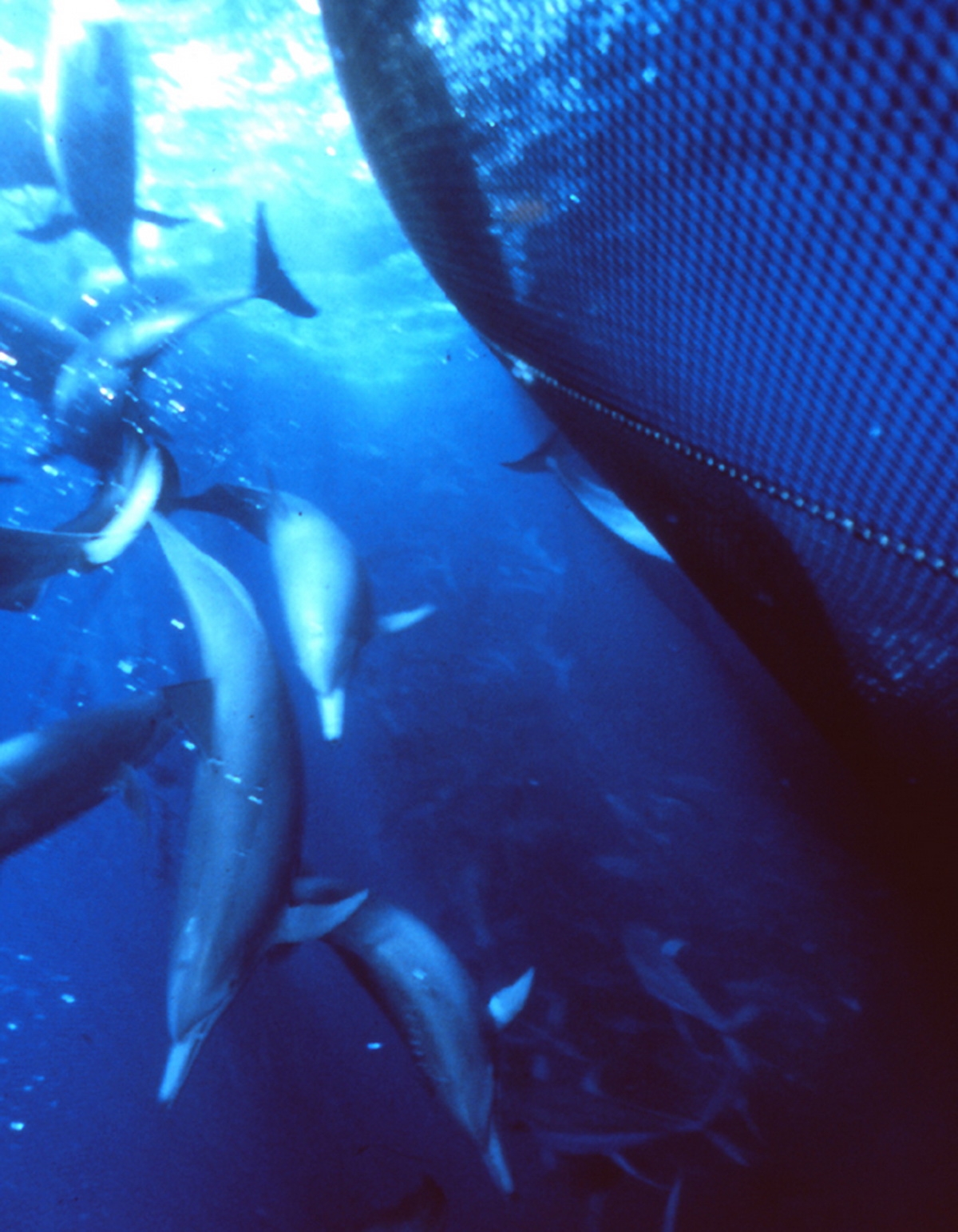 2017_08_25_Thunfischfang_2 (c) Dolphins in Tuna nets (c) SamLaBudde