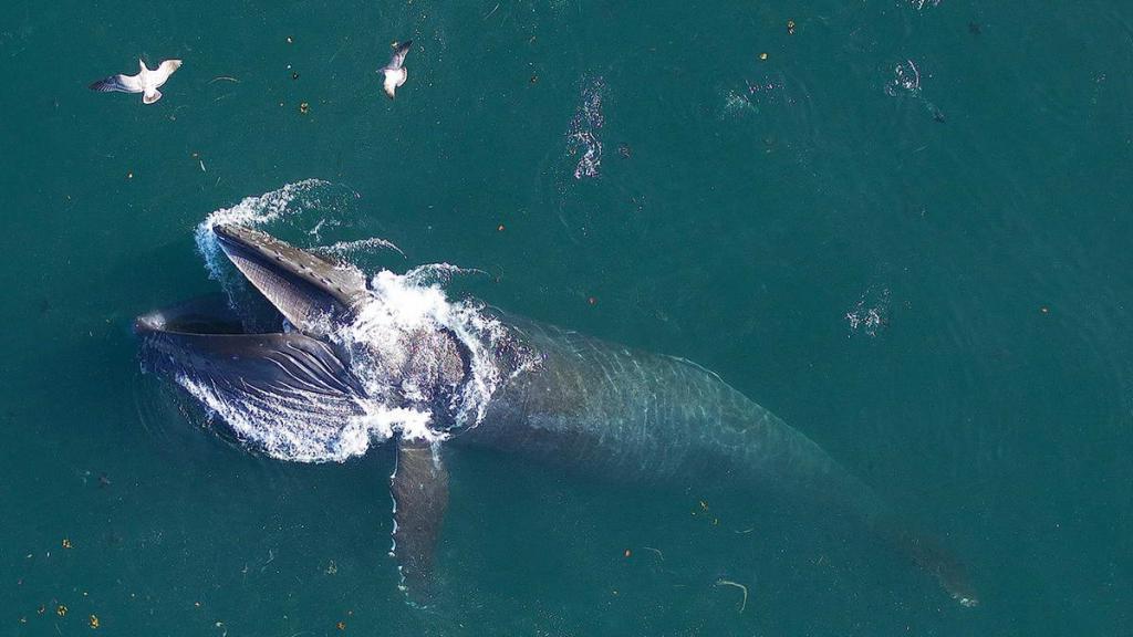 A humpback whale feeds in waters off Vancouver.
(c) John Durban (NOAA)/Holly Fearnbach (SR3)/Lance Barrett-Lennard (Coastal Ocean Research Institute)