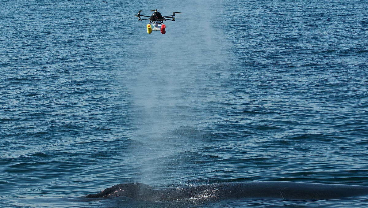 The drone hovers for a few seconds in the whale's blow to collect a sample.
(c) Michael Moore, WHOI 