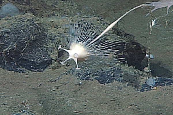 C_kensmithi_2-crop (c) The carnivorous sponge Cladorhiza kensmithi, about 3,200 meters below the ocean surface on the Gorda Ridge, offshore of Northern California.
(c) 2015 MBARI
