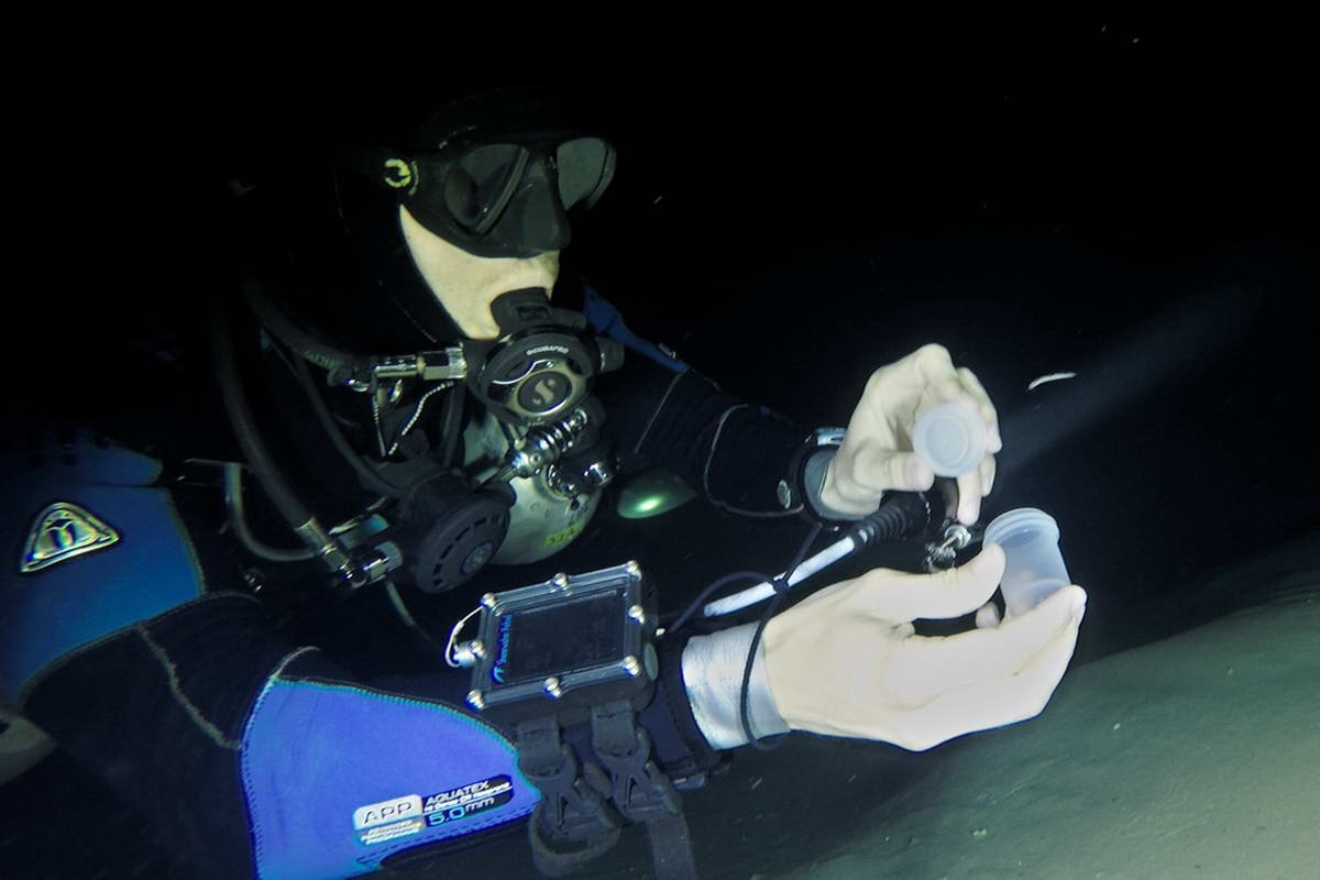 Diver (David Brankovits) collecting cave-adapted animals for the study in the Yucatan
(c) Balazs Lerner
