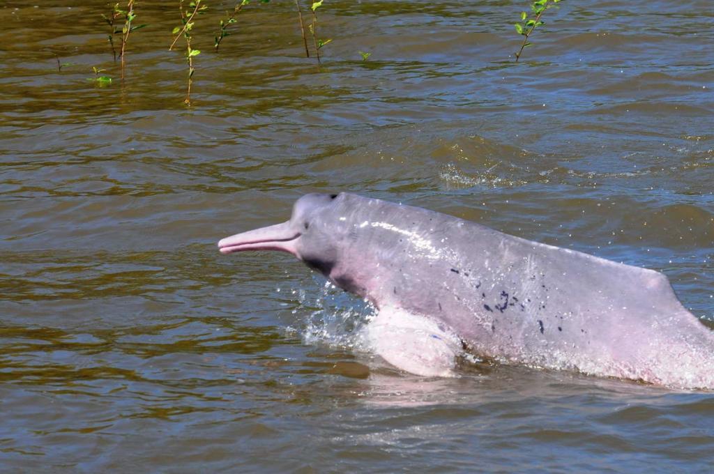 Amazon river dolphin (Inia geoffrensis)
(c) Federico Mosquera/Fundación Omacha