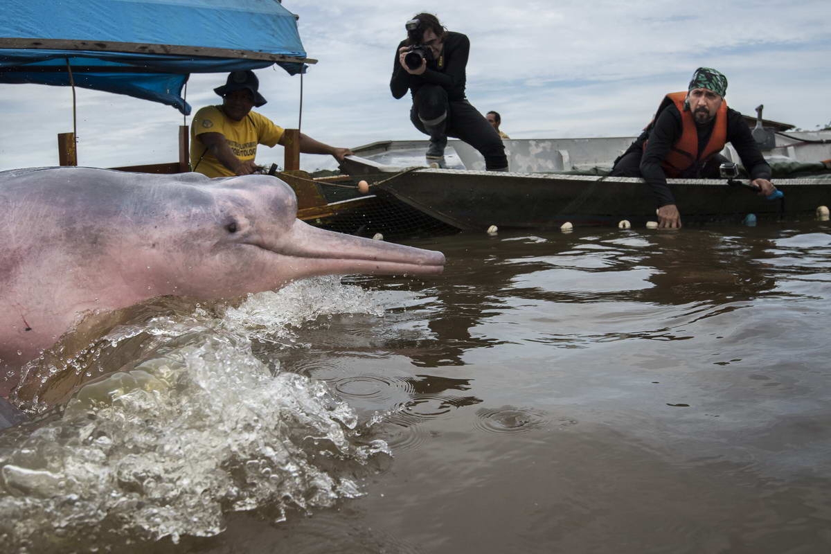 Amazon river dolphin (Inia geoffrensis)
(c) WWF
