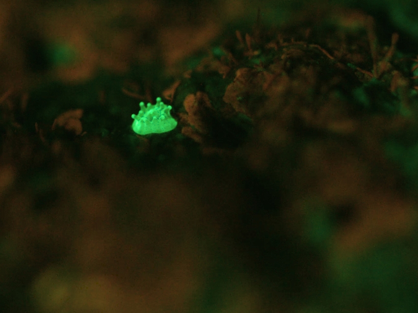 4 Glowing coral recruit, photo SECORE International - Reef Patrol (c) 
