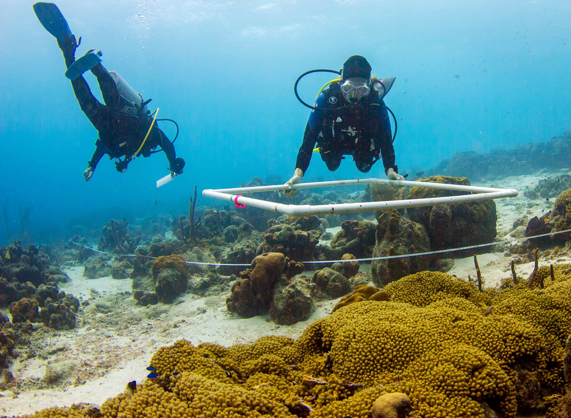 6 Monitoring coral cover, photo SECORE International (c) 