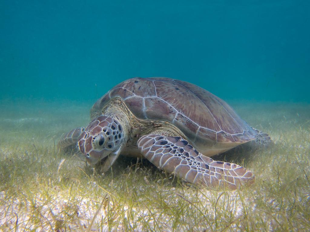 Gruene-Meeresschildkroete (c) A Green Sea Turtle grazing seagrass (c) P.Lindgren (Wikimedia) 