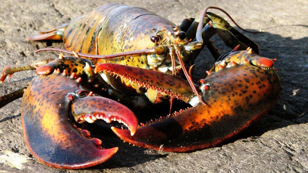 lobster (c) American Lobster, Photo: (c) DejaVuDesigns 