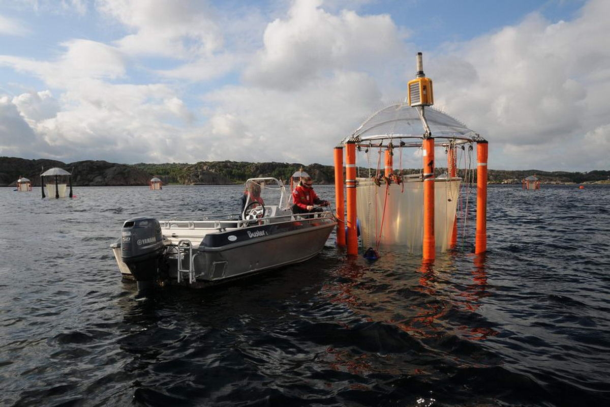 In 2013, scientists from Kiel exposed herring larvae in the Swedish town of Gullmarsfjord in the KOSMOS mesocosms to future CO2 conditions, Photo: © Maike Nicolai (CC BY 4.0)
