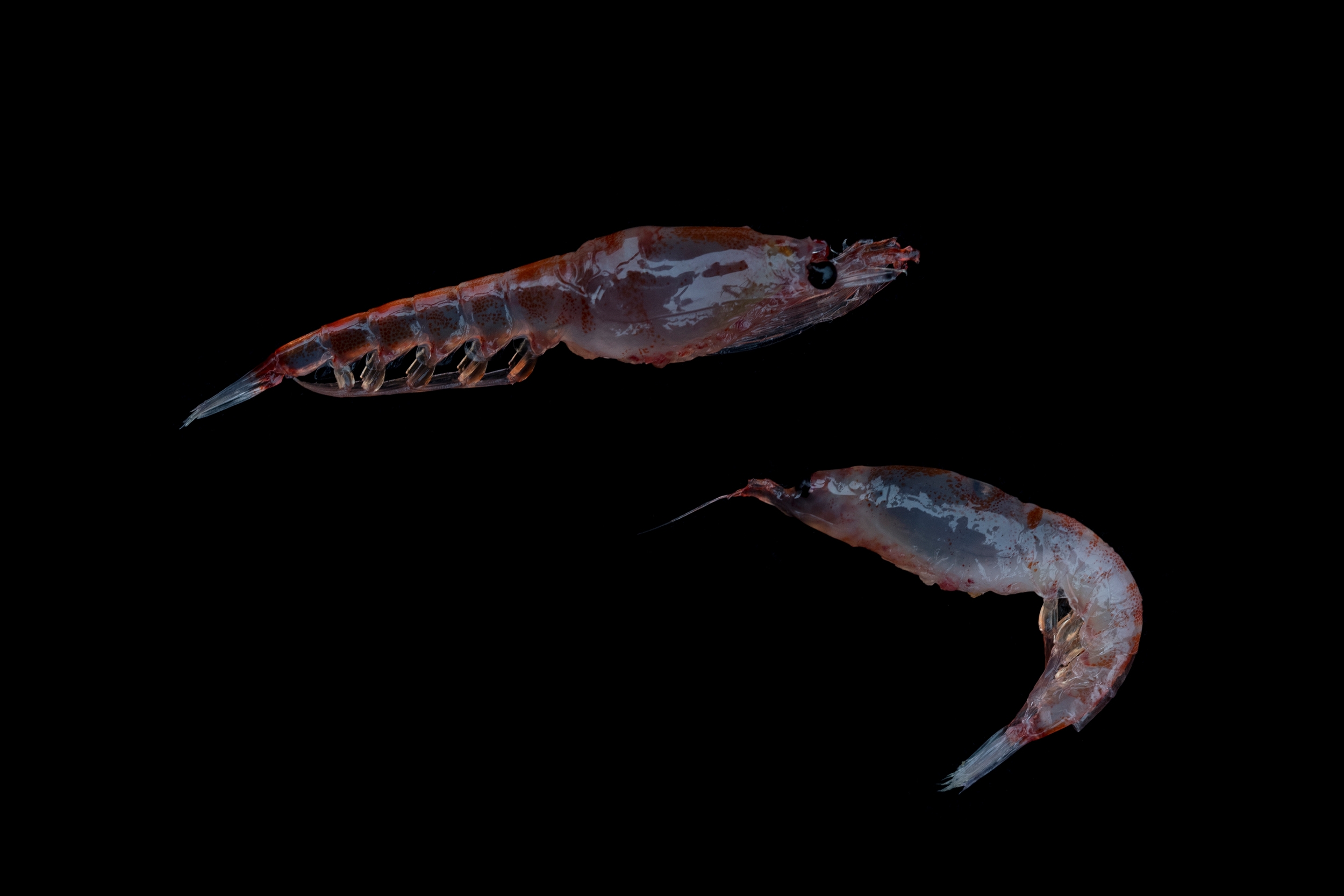 Krill in the Antarctic: Krill, Euphausia superba, represent a critical component of the Antarctic food web, providing food for fish, whales, seals, penguins, albatross and other seabirds, as well as marine invertebrates. © Christian Åslund / Greenpeace