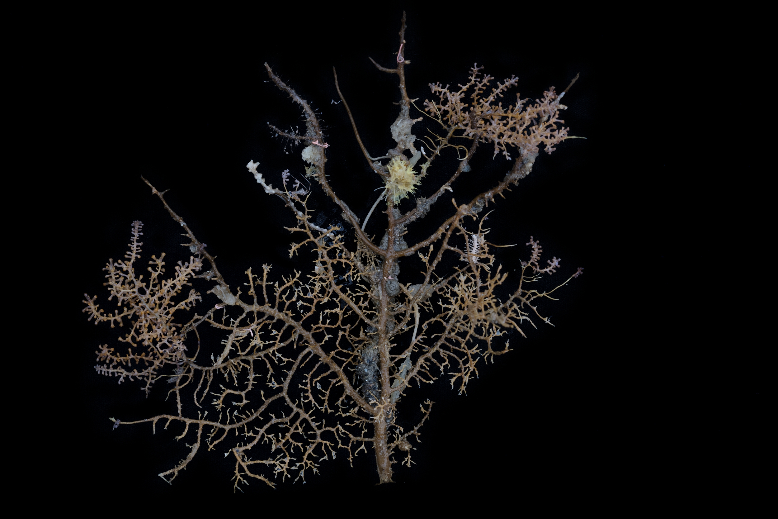 Gorgonian Coral Skeleton in the Antarctic:
 An Acanthogorgia gorgonian coral skeleton provides substrate and habitat for many other species including a white Clavularia stoloned octocoral, antarcturid isopods (crustaceans), demosponges hexactinellid glass sponges and tube-dwelling polychaete worms. © Christian Åslund / Greenpeace
