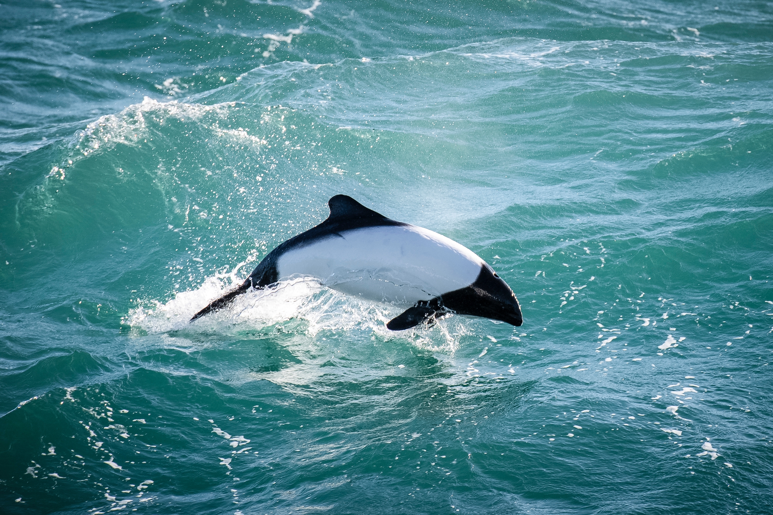 Commerson's dolphin (Cephalorhynchus commersonii). © Daniel Beltrá / Greenpeace