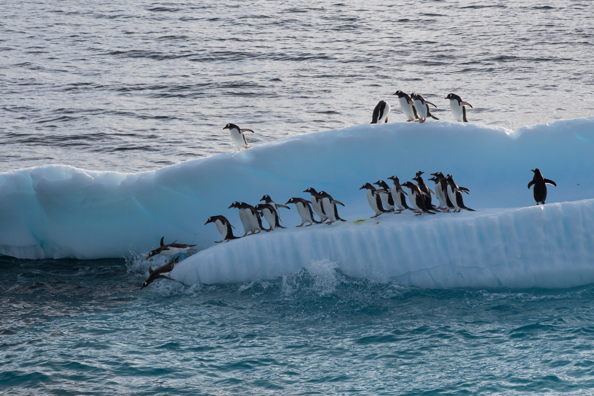 Gentoo penguins on an ice flow in Errera channel, Antarctic Peninsula. © Daniel Beltrá / Greenpeace