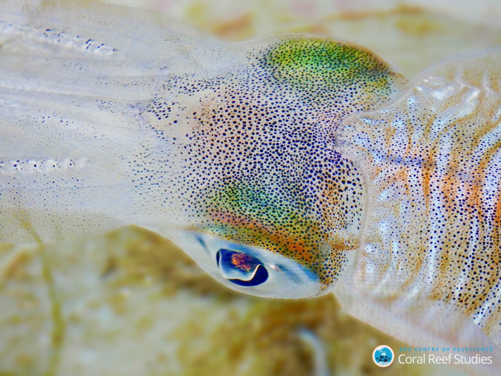 CO2 and squid (c) Close up of adult bigfin reef squid, Sepioteuthis lessoniana. (c) Blake Spady