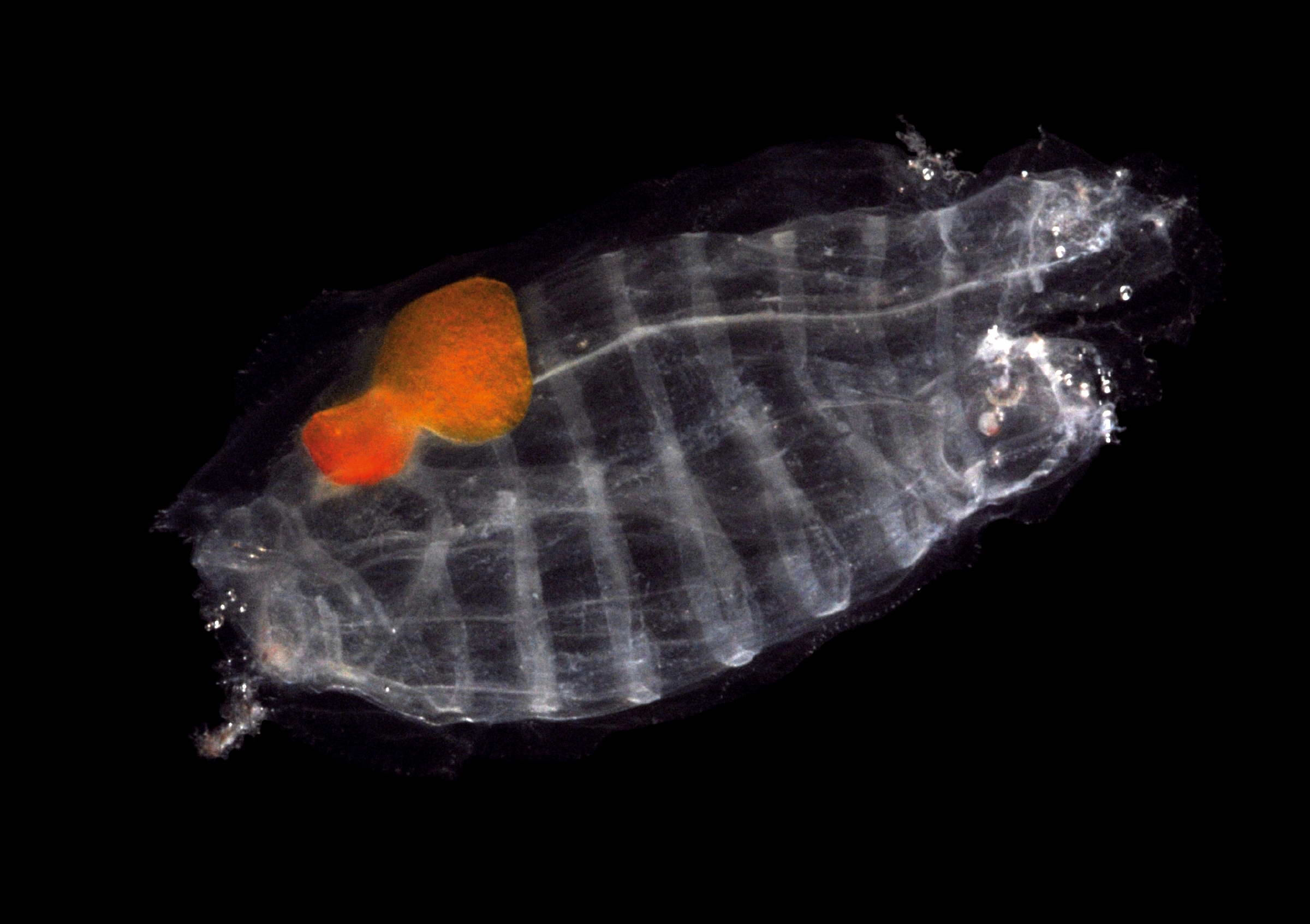 Salps such as these Salpa thompsoni are even more common in some regions of the Southern Ocean than krill © Jan Michels