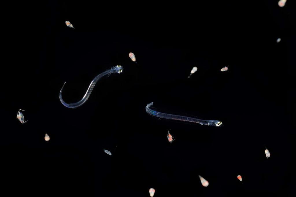 Herring larvae along with copepods belonging to zooplankton, photo: Solvin Zankl, www.solvinzankl.com