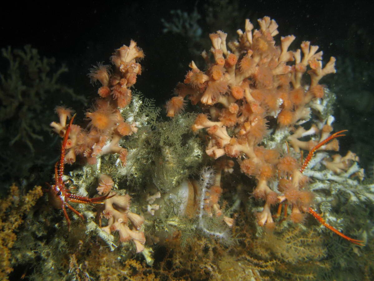 2 (c) The stone coral Lophelia pertusa in a canyon off the Mauritanian coast, photo (c) Tomas Lundälv