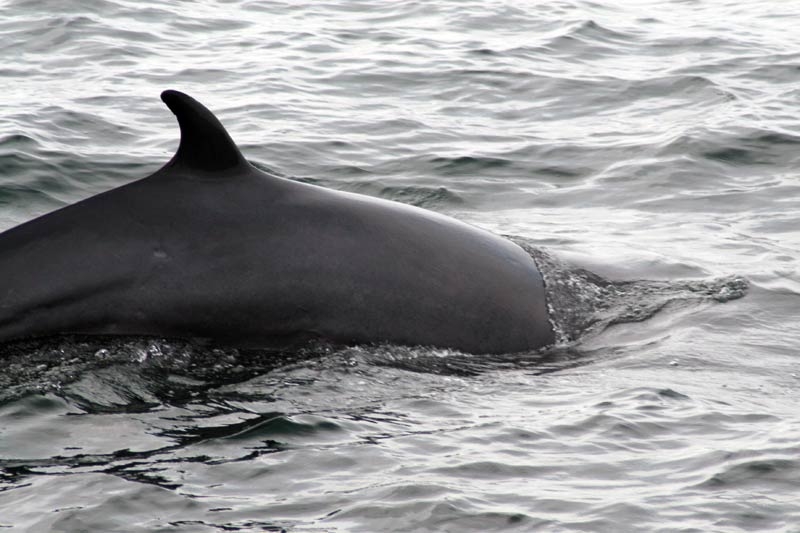 Minke whale
(c) Regina Asmutis-Silvia, WDC