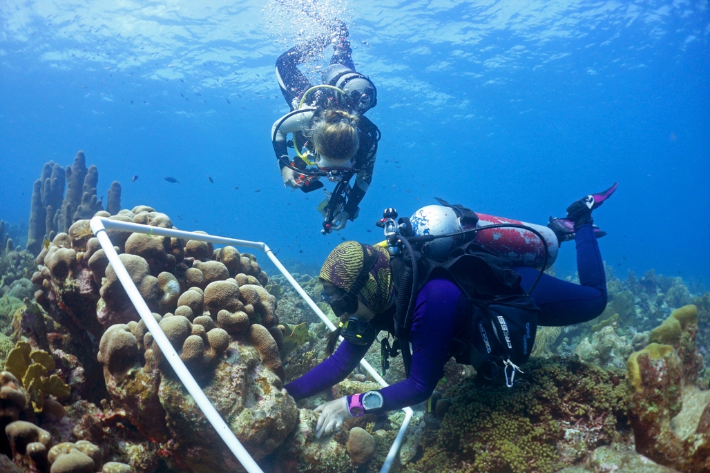 Outplanting corals in a study transect on Curacao by Benjamin Mueller